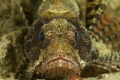   Shortfin Scoprionfish slope Wakatobi Indonesia. 60 marco lense Fuju S2 pro. Indonesia pro  